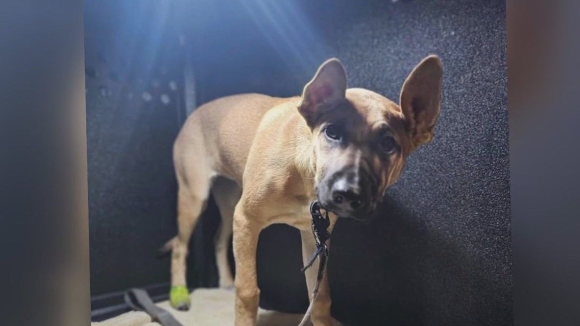 Long Beach man arrested after attacking dog